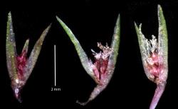 Trithuria inconspicua subsp. inconspicua. A sequence of developing carpels (in female reproductive units) showing the elongation of uniseriate stigmatic hairs (left to right).
 Image: K.A. Ford © Landcare Research 2019 CC BY 3.0 NZ